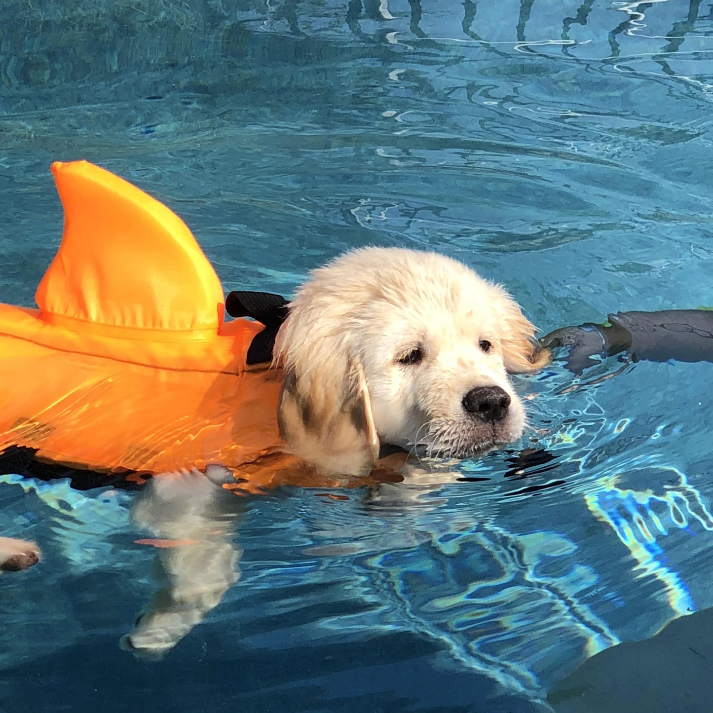 SHARKY™ Dog life jacket